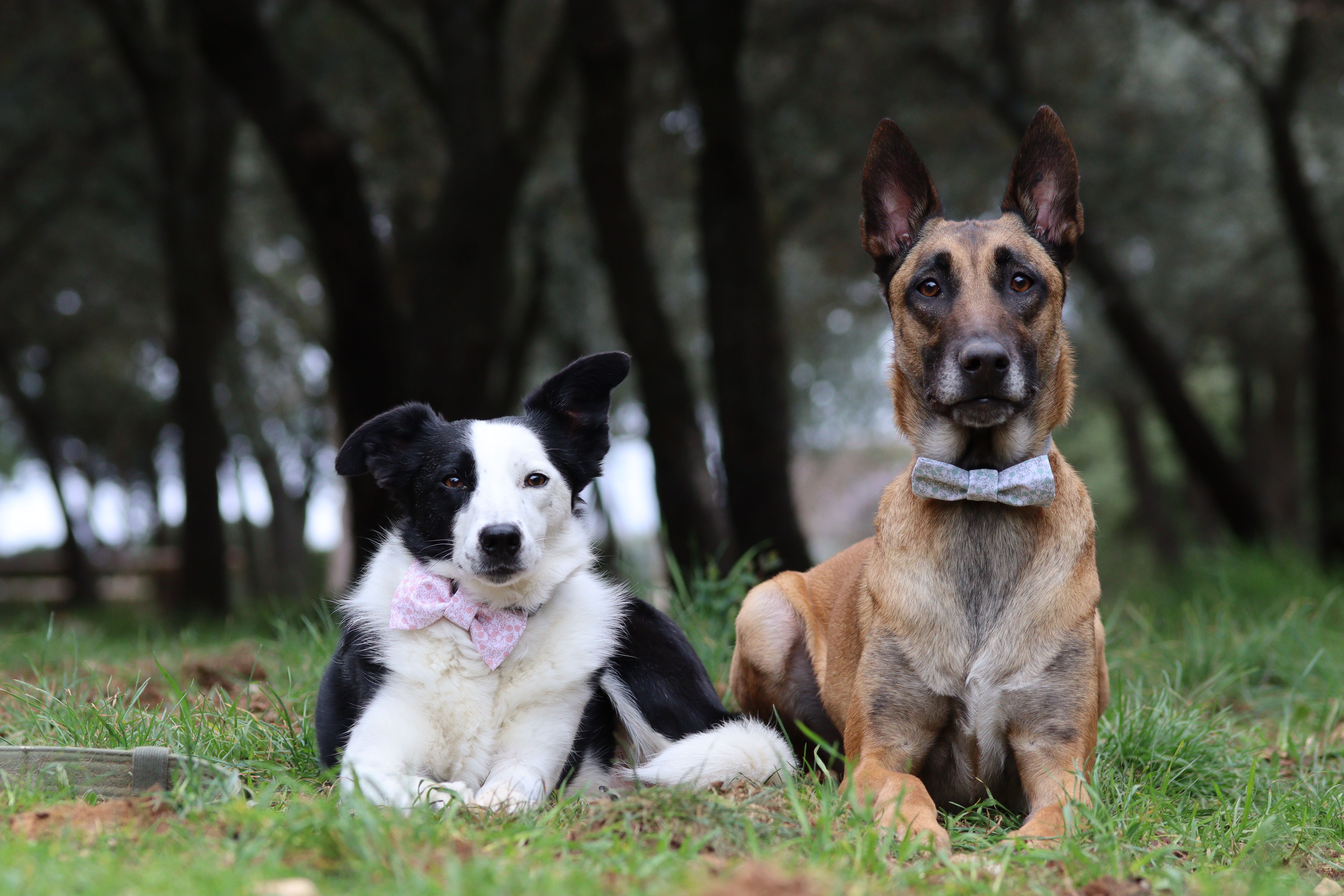 Deux chiens en extérieur accompagnés par Cynofocus